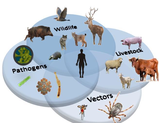 Interface: Can be defined when there is a cohabitation in the same restricted space of two or more different species that can share resources and also pathogens Within human pathogens, 62% are of