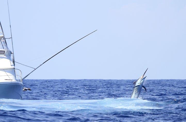 ABOUT The Event The 50th Anniversary & Australian International Billfish Tournament To celebrate this historic milestone, The Cairns Professional Game Fishing Association Inc.