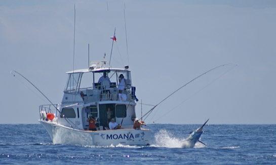 DAILY DAILY CHAMPION TEAM (MOST MARLIN TAGGED) LAST MARLIN TAGGED DAILY The Champion Boat will receive FREE entry to Lizard Island Black Marlin Classic.