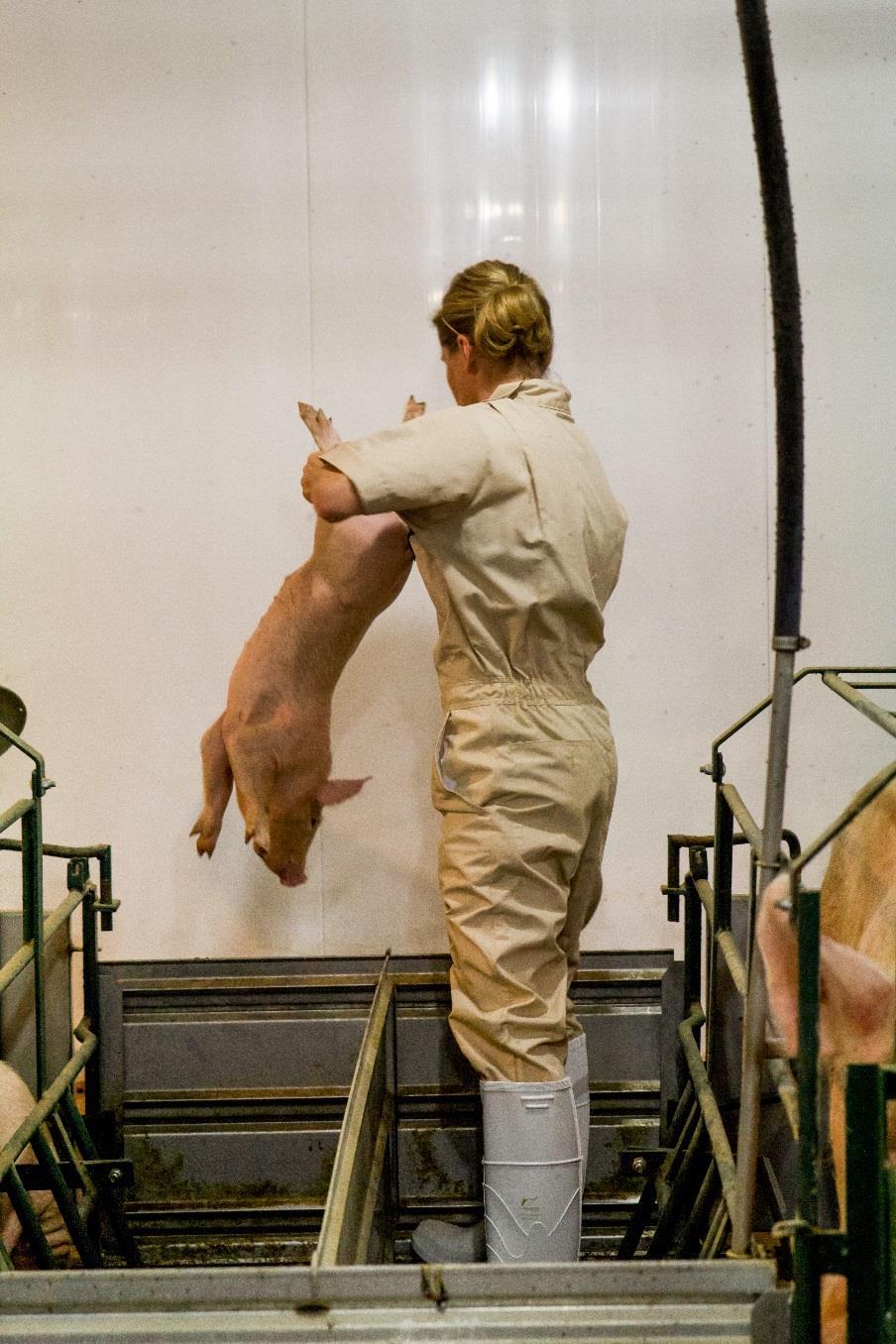 To properly catch a pig 1. Securely grasp the hind leg of the pig o If the pig is heavy, use your other hand to grasp its other hind leg 2.