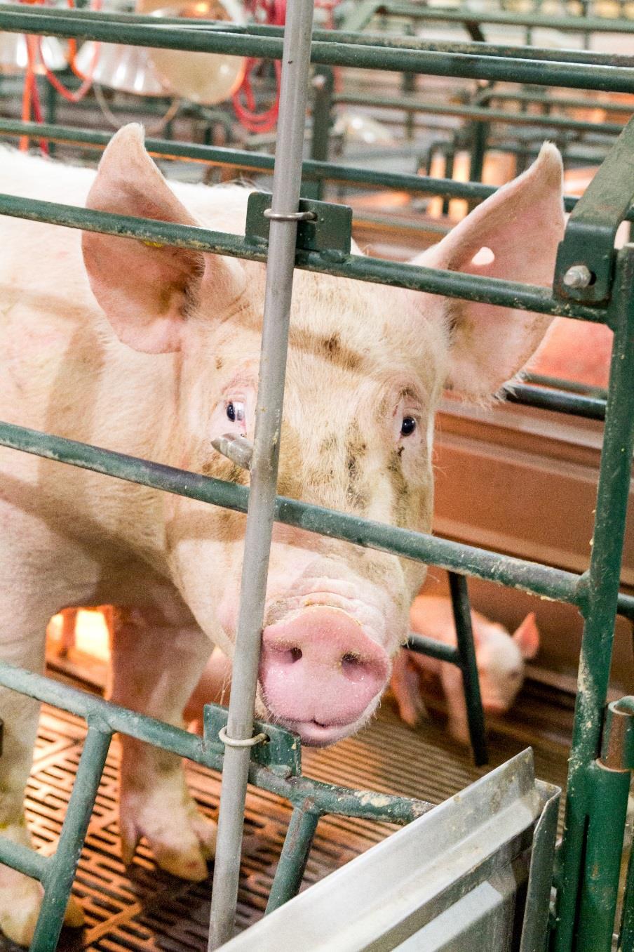 Weaning Young pigs move to the next stage of production Sows show: o Behavioral signs o
