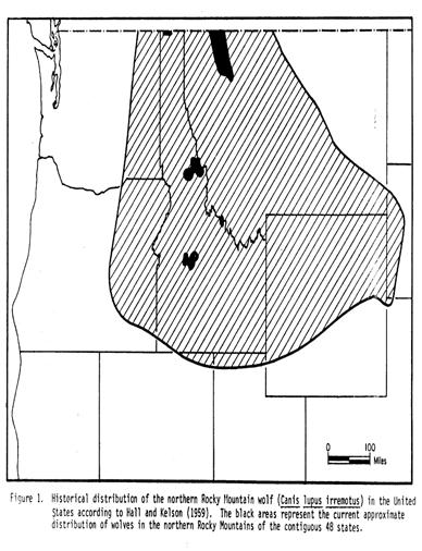 subspecific boundaries, and some wolves from unlisted subspecies may occur in certain parts of the lower 48 States.