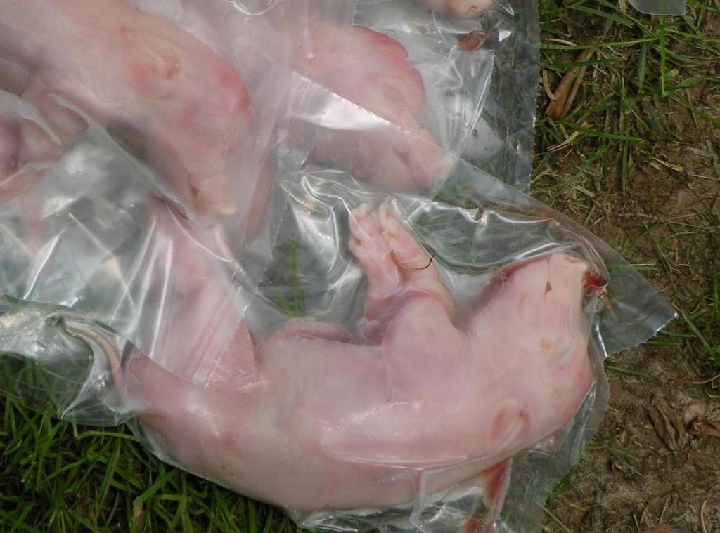 Figure 3: Fetal pigs at Site 1 removed from freezer package for placement At the 1st experiment site, two control pigs were placed in the hand built observation housings with no application of