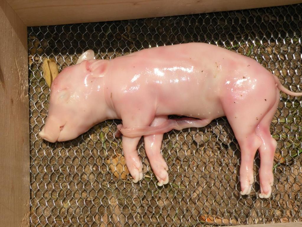 Figure 5: Fetal porcine carcass treated with gunpowder slurry Subjects - Site 2 For the 2 nd experiment, four large porcine carcasses (Sus scrofa domesticus) were used as subjects (Figure 6).