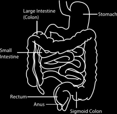 The location of food in the digestive