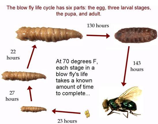 Blowflies are attracted to a body immediately following death As a body decomposes, it