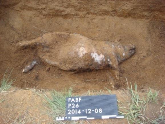 6 ºC average) with the ambient temperature being 23.7 C. Pig 21 had a higher in-soil temperature reading of 27.7ºC. While excavating pig 21, maggots were noticed in the abdominal area.