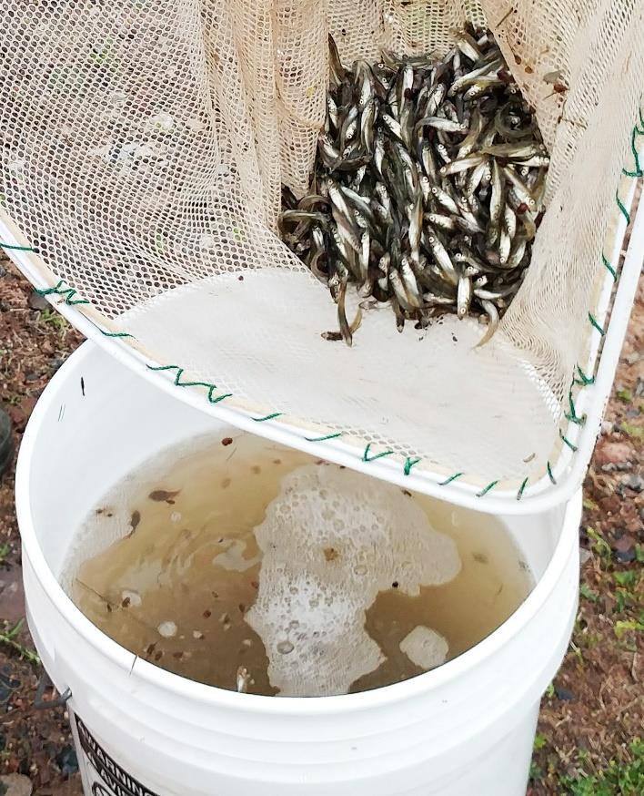 Weather should be cool and cloudy for harvest and should happen in the early morning. Fish should look plump and healthy for best survival (Figure 5).