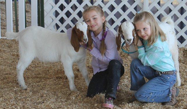 MEAT GOAT DEPARTMENT 1. Meat goats must be does or wethers of meat breeds (i.e. purebred or crosses of meat goat, such as boer/kiko breeding), will be judged as market animals and guaranteed support prices.