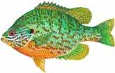Smallmouth Bass Redbreast Sunfish