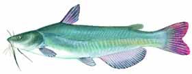 Sunfish Channel Catfish White