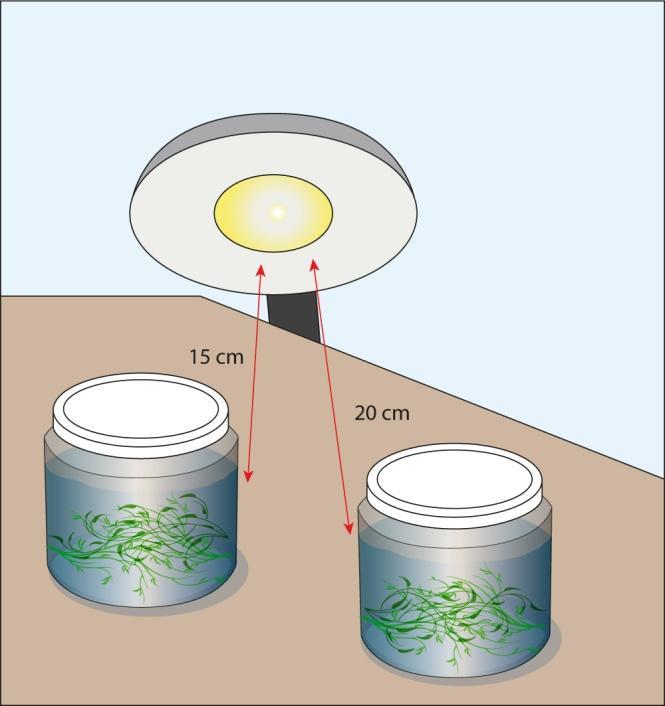 Experiment Expose two containers to the source of light, one at a distance of 15 cm and another at a distance of 20
