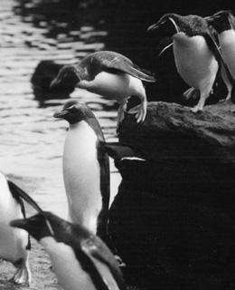 ( ) Penguins leap out of the water the length of their body. B.