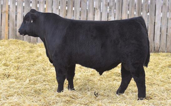 79 A high performance son of Deer Valley All In with a big score A 3/4 brother to the top YW bull, Lot 60 EPDs rank him in the top 3% for YW; and top 4% for WW 83 699 109 1382 112 4.27 3.68 5.21 0.