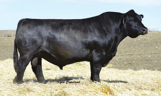 and performance without adding frame Exceptional numbers across the board Homozygous black and Homozygous polled Hook s Yellowstone 97Y TBCalved: 3/8/11 ASA #: 2612546 Tattoo: 97Y RE PB HOOKS SHEAR