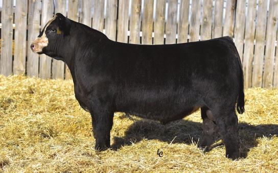 66 T genetics is NOT an expense, rather it is an Bulls Good genetics do not COST, they PAY. Purchasing good INVESTMENT.