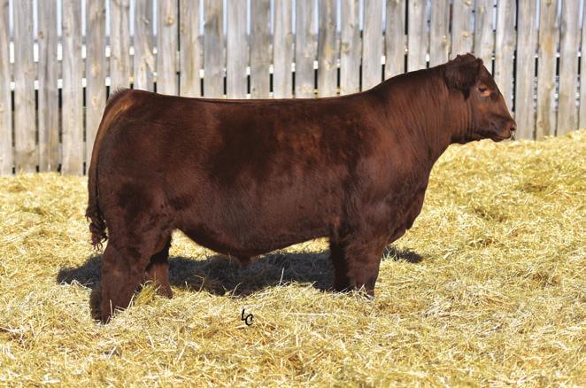 Rust Miss 321A...Dam of Lot 180-181 TMAS Mr Detour 6702D...Lot 180 Red Angus Bull Sale Following the Sim-Angus TMAS Mr Flash 6761D...Lot 182 Red PV Lulu 402S.