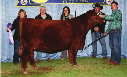 02 A moderate birth weight and big weaning weight on this Flashback X Lulu Five full brothers with a lot of quality Full brothers sell as Lots 182-186 EPDs rank him in the top 12% for ME; and top 17%