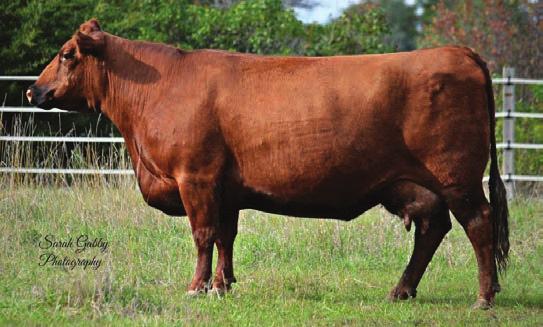 03 A big ratioing son of Remark 422B 422B was our high selling bull in 2015 going to Texas Good looking and nice numbers EPDs rank him in the top 15% for MB; top 16% for WW; top 18% for YW; top 29%