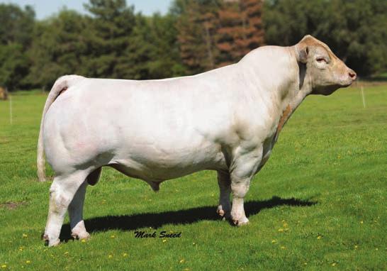 - Charolais Reference Sires - TA TR Mr Fire Water 5792R POLLED Calved 3/17/05 Reg. No.
