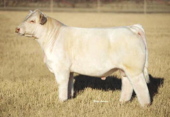 His EPDs rank him in the top 1% for, top 15% for Milk Fire Water consistently sires quality and muscle and has been Show Sire of the Year for the past 8 years.