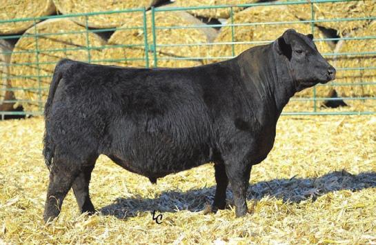71 The top selling bull in our 2014 sale Owned with Mettler Angus A Final Answer son with growth, carcass and milk Semen available from Jerry Mettler or TR Validate A3005 TB Connealy Comrade 1385