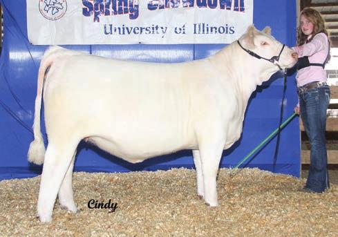 3 21 43 6 186.61 15.53.006.01 Tag 6787 Another Game On by 0790 son Full brother to Lots 238, 239 and 240 High performance and big EPDs rank him in the top 25% for the breed for 75 759 1202 2.77 3.