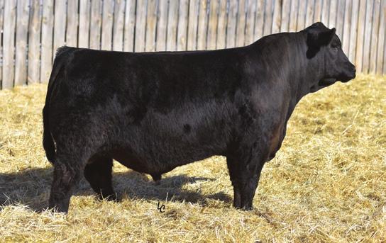 Hills Stock Show He sold to the astute cowman at Assman Land & Cattle of Mission, SD Katinka 6174 and her dam Katinka 3208 have been our leading Angus donors and have produced top herd