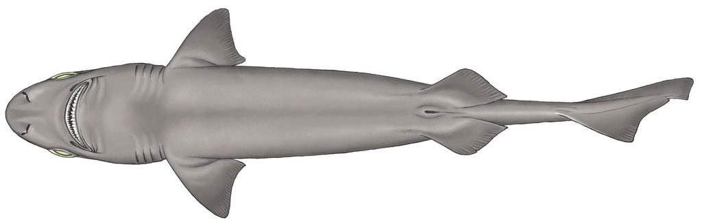 Lateral View ( ) Ventral View ( ) COMMON NAMES APPEARANCE, Deepwater Spiny Dogfish, Nilson s Deepsea Dogfish, Squale-chagrin de l Atlantique (Fr), Quelvacho Negro (Es). Moderately long snout.