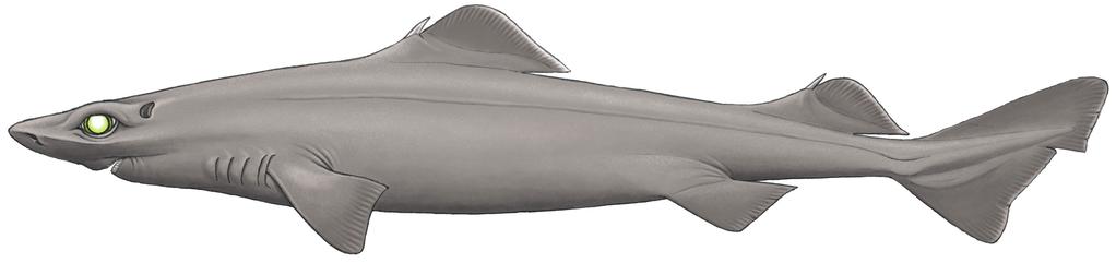A moderately sized deep-water shark, the has no anal fin and two dorsal fins with large spines. The free rear tips of these dorsal fins are broadly angular and are not strongly extended.