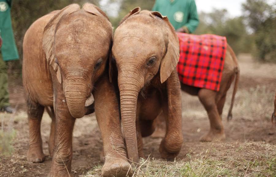 FUNDRAISING FOR THE DAVID SHELDRICK WILDLIFE TRUST USA: Getting started! Thank you for taking your support to the next level by choosing to fundraise for DSWT USA!
