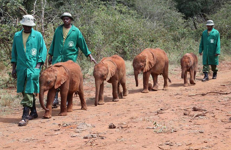 Ndotto ABOUT DSWT The David Sheldrick Wildlife Trust (DSWT) was founded in 1977 by Dame Daphne Sheldrick DBE in memory of her late husband David Sheldrick MBE.