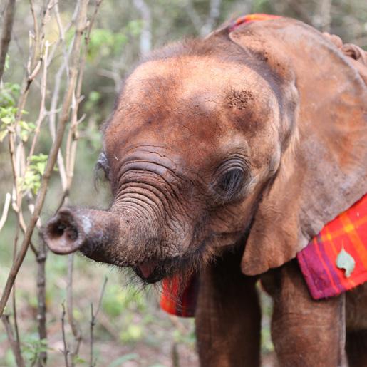 DSWT works at a field level in Kenya to put an end to poaching, to preserve endangered habitats, and to rescue and rehabilitate orphaned and/or injured elephants and other
