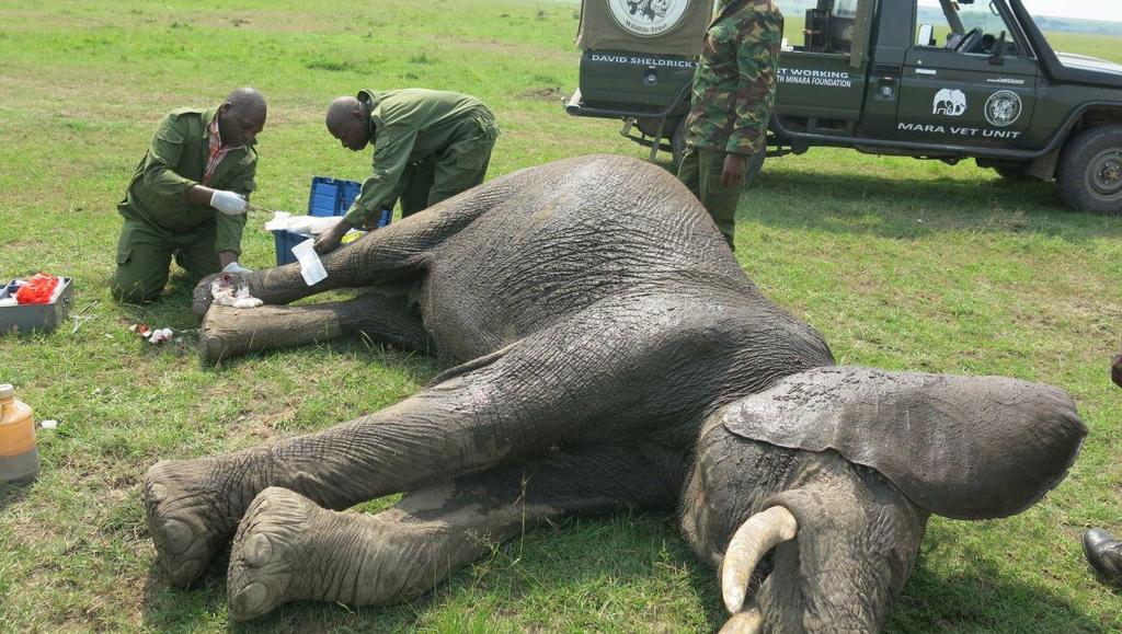 MOBILE VETERINARY TEAMS AND SKY VETS More than 4,945 wild animal cases attended to, including more than 2,000 elephants, 270 lions, and 335 rhinos.