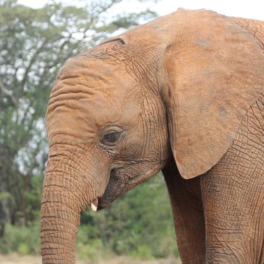 Taken to the Nairobi Nursery in a rescue plane, he remained in the DSWTʼs care and supported with round the clock Keeper care until he was old enough to return back to the wild.