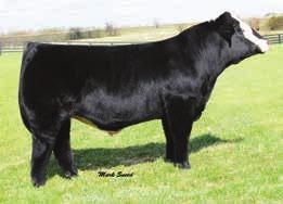 The X610 cow has done it countless times and are we are sharing a great opportunity here. This mating is a full sister to one the winningest show heifer of the Summer.