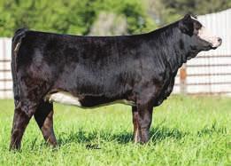 33 Embryos PROJ EPDS HS Stop and Look Z18W x Jacked Up 3 Embryos Guaranteeing 1 Pregnancy TLLC One Eyed Jack STCC Jacked Up 4070 HF Serena BC Lookout 7024 HS Stop and Look Z18W HS Stop and Star U118L