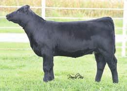 Out of the Colby Cow Family that has been very good to us as well as Brandon Luebbe.