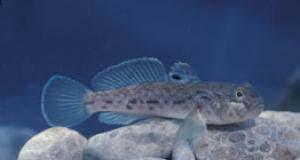 The Round Goby Our Newest Exotic Fish Invader Small fish: 4-10 in.
