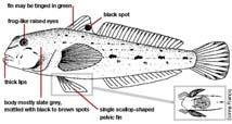sculpins), may eat fish eggs Good bait for bass, may have contributed to spread!