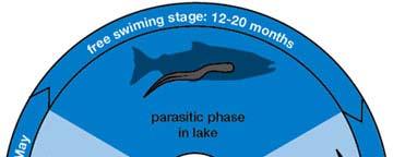 Sea Lamprey Sea Lamprey Life Cycle Most destructive invasive species in Great Lakes history Native to