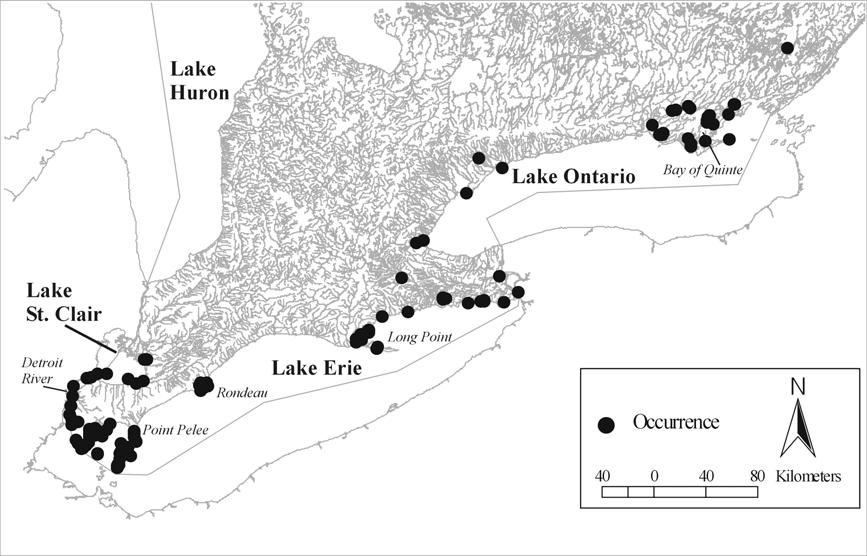 Figure 3. Historical distribution (1860-1996) of Ligumia nasuta in Ontario, based on records from the Lower Great Lakes Unionid Database.