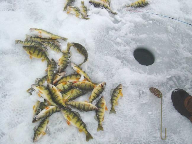 Yellow Perch The most sought