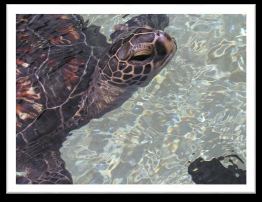 turtle's ecology and snorkel in their habitats, explore sea turtle nesting beaches and feeding areas, visit the infamous "Turtle Town", and investigate a mock crime scene of a disturbed sea turtle