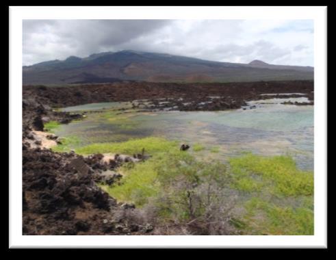 The largest concentration of anchialine pools on Maui is located in the Ahihi-Kinau Natural Area Reserve on the southwest coast of Maui.