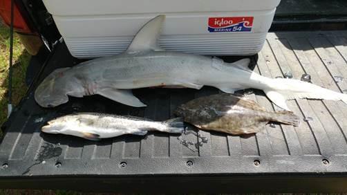 The other fish were seized and the boat operator was cited for possession of illegal size fish.