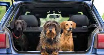 Submitted by Kristen West, Owner of Gusto Dogs LLC. 1. Take your pet on short trips prior to the big day to let him get used to traveling by car. 2.