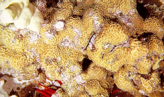 Corrugated Coral Pavona varians Growth form: Curling, narrow ridges; tan or tan-brown Fine structure: