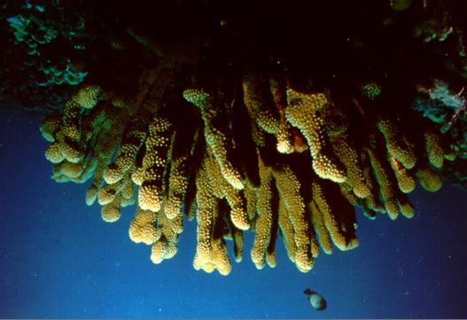 Antler coral Pocillopora eydouxi Growth form: large (up to 80 cm) with thick, cylindrical, vertical branches that