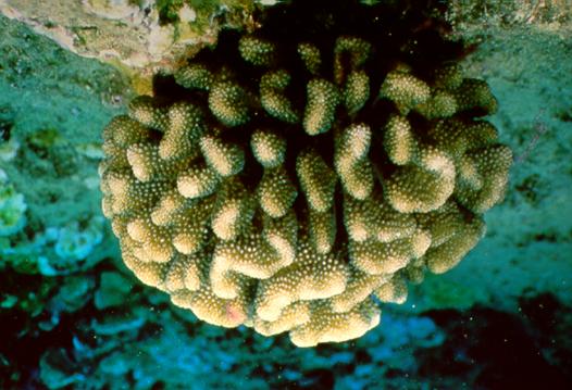 Cauliflower coral Pocillopora meandrina Growth form: heavy, leaf-like branches often forked near the end, may be c- shaped at tip; brown to pink.